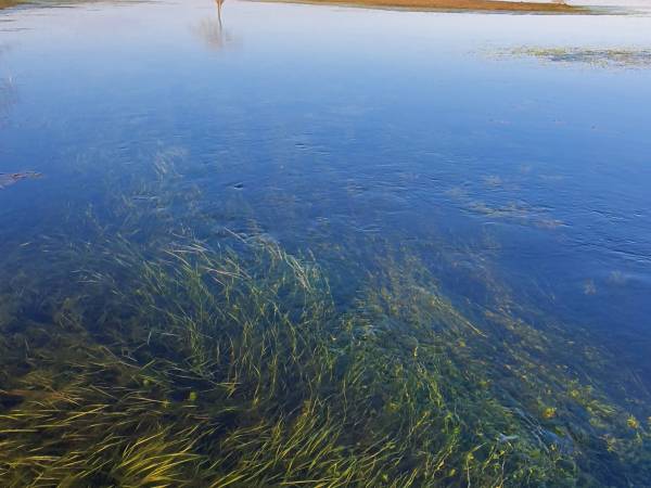 Biebrzańska Zagroda - miejsce ze zwierzętami i przyjazne zwierzętom