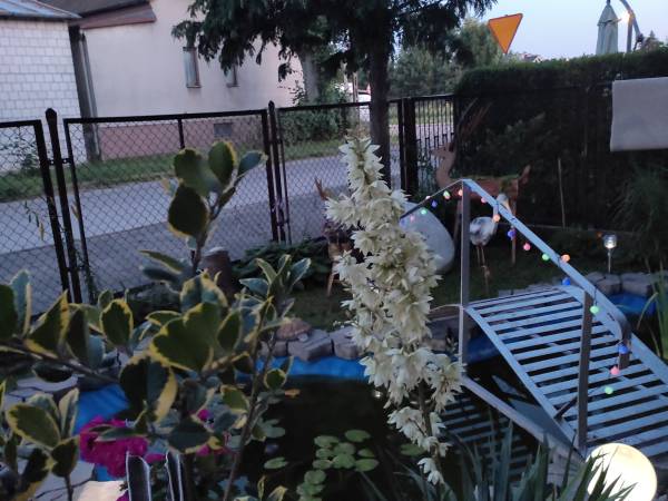 Oczko wodne i 20 kolorowych rybek