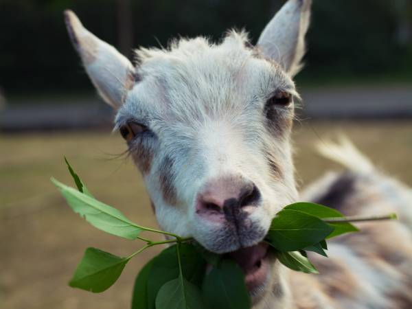 Gospodarstwo Agroturystyczne Marka