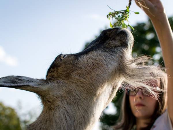 Gospodarstwo Agroturystyczne Marka