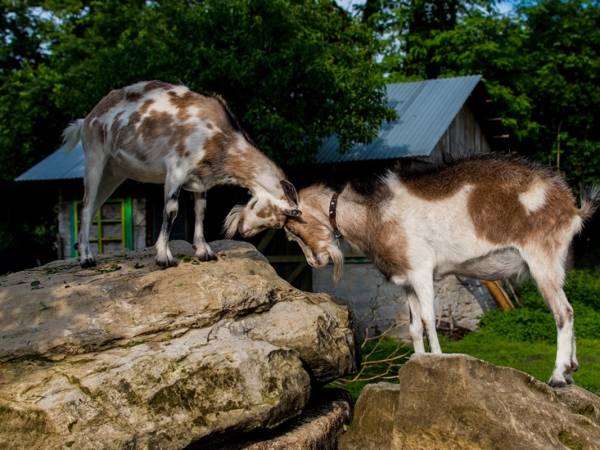 Gospodarstwo Agroturystyczne Marka