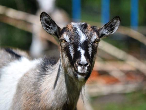 Gospodarstwo Agroturystyczne Marka