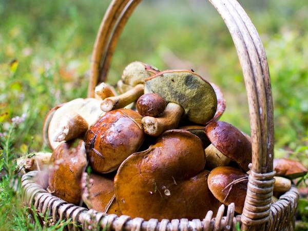 Gospodarstwo Agroturystyczne Marka