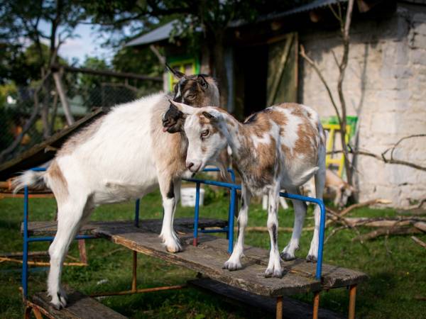 Gospodarstwo Agroturystyczne Marka