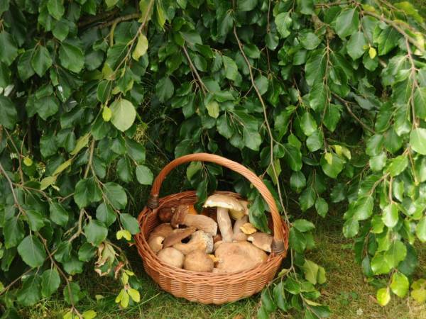 EKOTURYSTYKA NAD SZMARAGDOWĄ ZATOKĄ