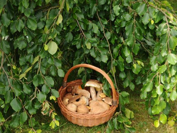 EKOTURYSTYKA NAD SZMARAGDOWĄ ZATOKĄ