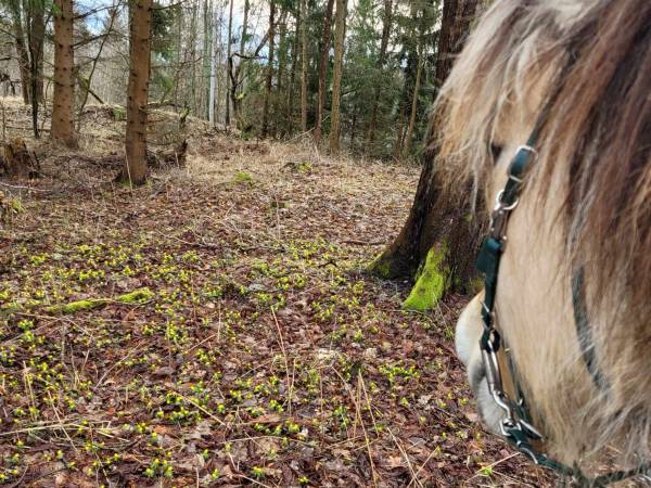 Agroturystyka-Zagroda Studzienno