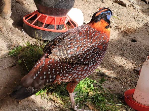 Agroturystyka-Zagroda Studzienno