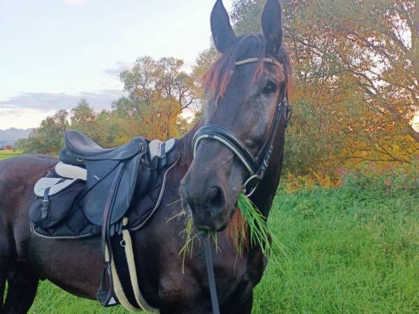 Jazda konna w terenie