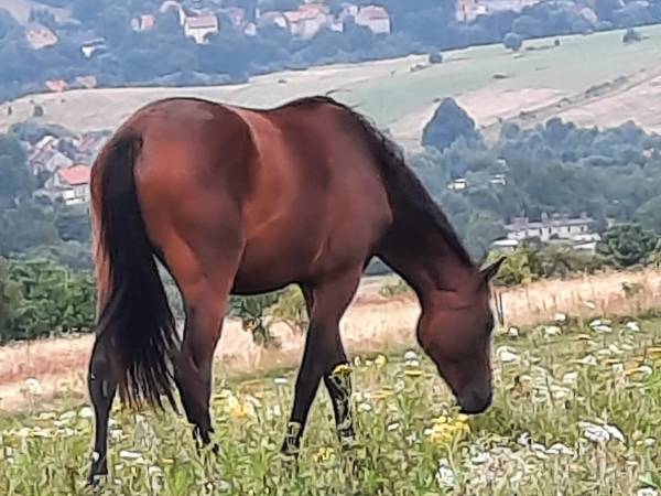 możliwosć jazdy konnej