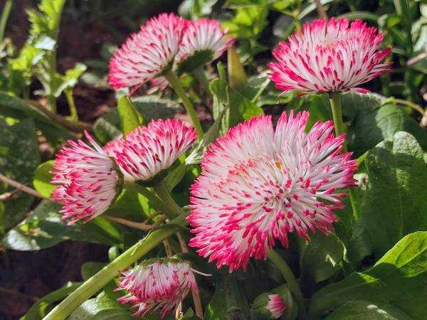 Domek Brzozowy Zakątek sauna, jacuzzi