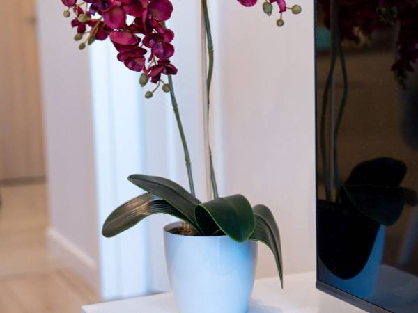 Apartament całoroczny Meta