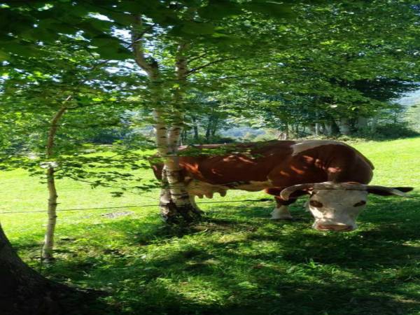 Agroturystyka Krystyna i Zygmunt Kąkol