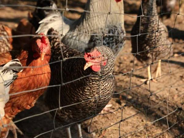 Agroturystyka Łysogóry