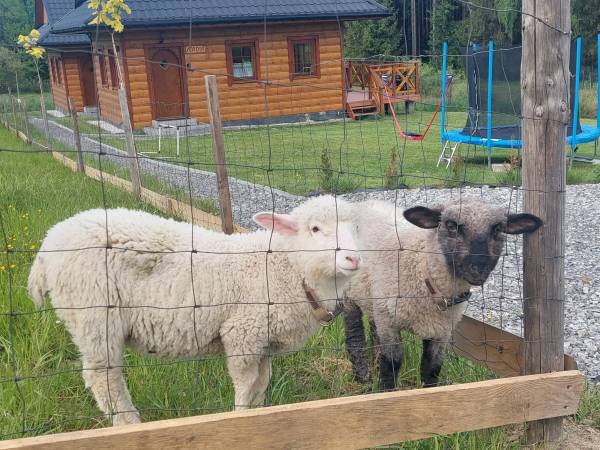 Domki w Dolinie Olzy Istebna