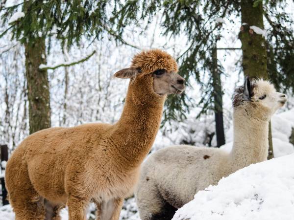 Agroturystyka pod Strażnicą