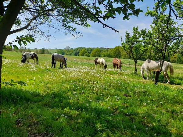 Agroturystyka przy Stajni - apartament i pokoje