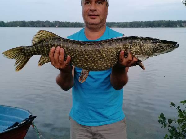 Trafił z powrotem do wody