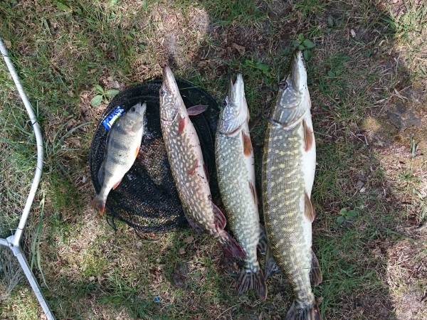  Majowy połów gości