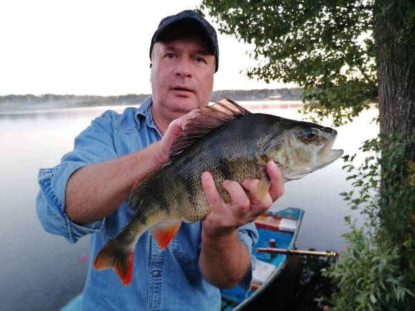 Okoń 51 cm -wypusczony oczywiśćie