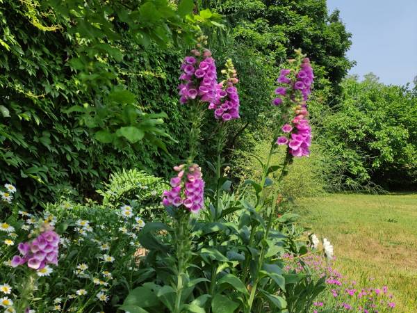 Domek i Pokoje Wilkasy