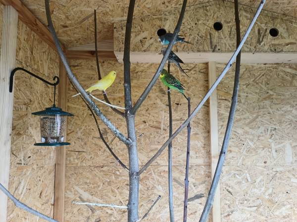 Woliera z papugami w ogrodzie:-)