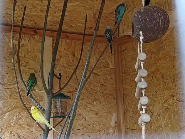 Woliera z papugami w ogrodzie:)