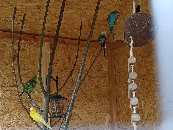 Woliera z papugami w ogrodzie:)