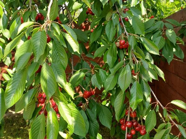 Dom i Domek E.W.A w Jantarze