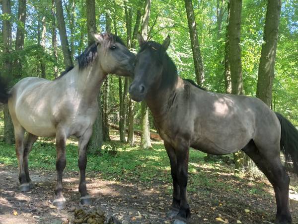 Tarpany dziko żyjące po drugiej stronie jeziora Bełdany