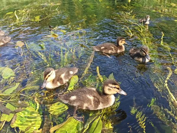 Las i Woda - Wypocznij na Mazurach !