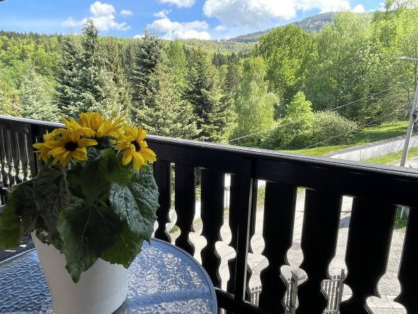 Sasanka przy Gondoli