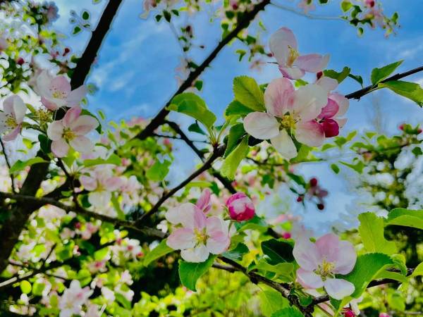 Pokoje gościnne Joanna Zapała