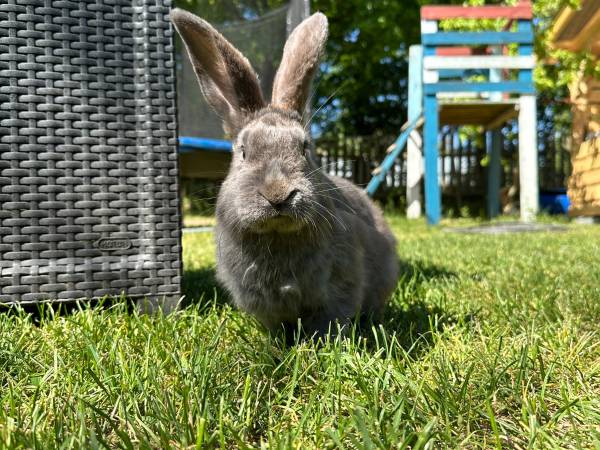 Agroturystyka Pod Lasem