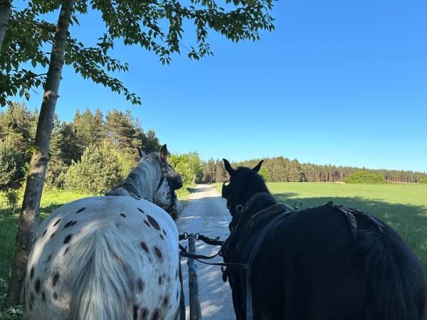 Agroturystyka Pod Lasem