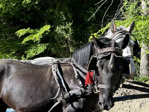 Agroturystyka Pod Lasem