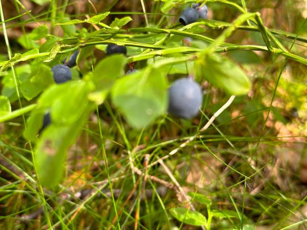 Marina Lubkowo dom Czarna Perła 