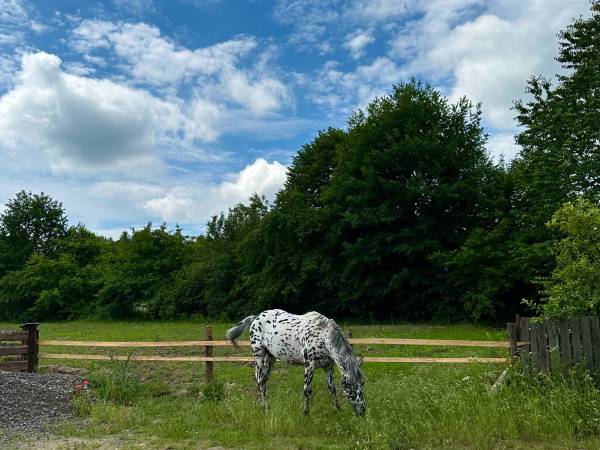 Agroturystyka Pod Lasem