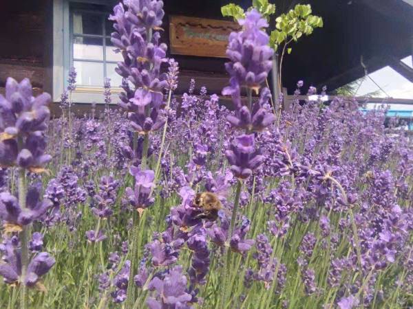 U Lawendowej Wiedźmy - Stylowa Agroturystyka z Klimatem