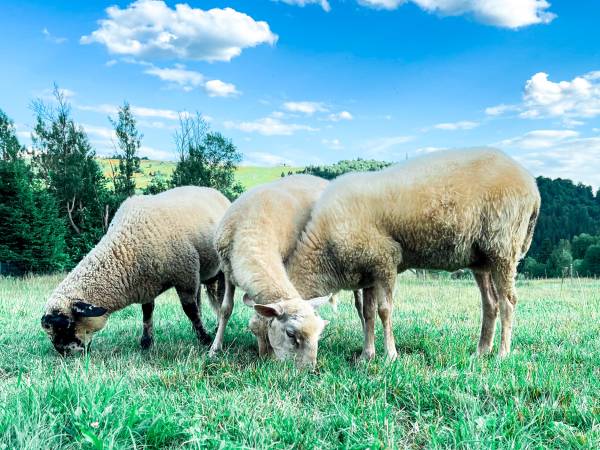 U Lawendowej Wiedźmy - Stylowa Agroturystyka z Klimatem