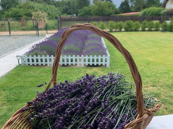 Lawendowa Przystań w Kopalinie 