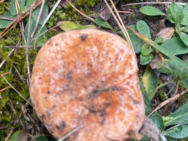 Dom w Zieleni Nad Jeziorem