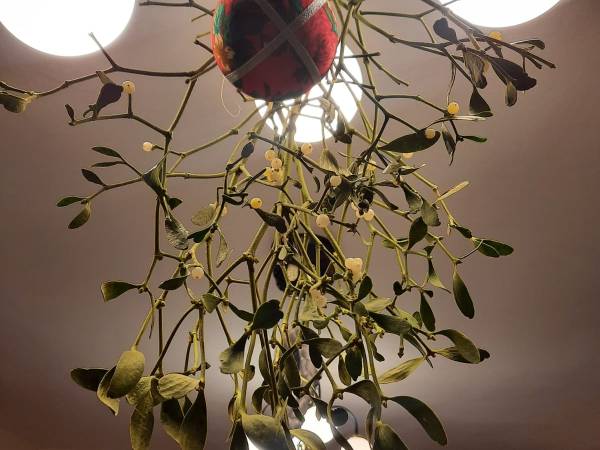 Agroturystyka Arenda 