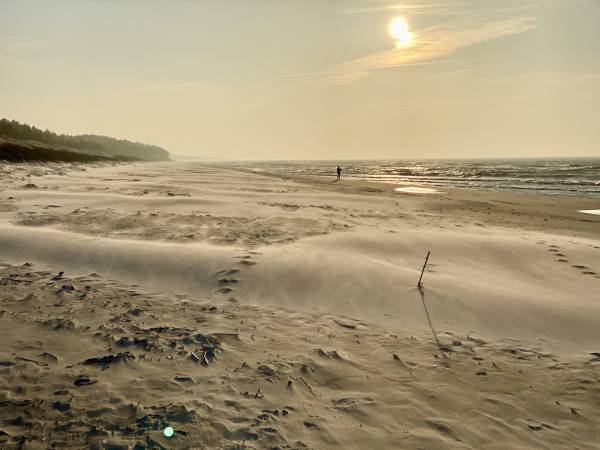 Dzika Róża Lubiatowo