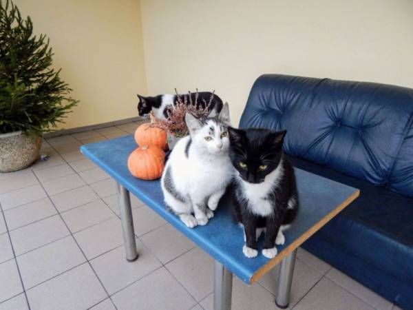 Noclegi u Oli i Oliwi