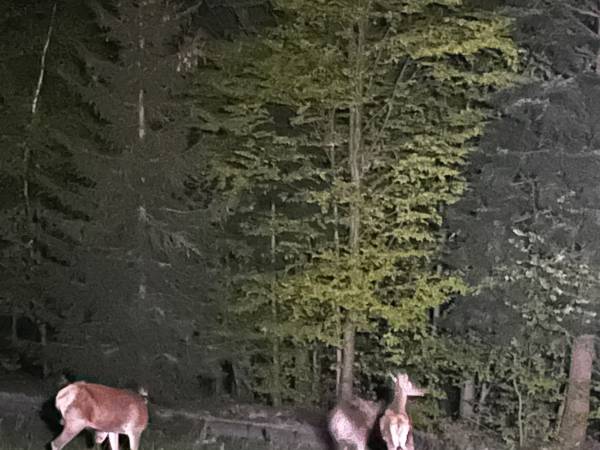 Chata U Ali - Noclegi Milówka, Żywiec