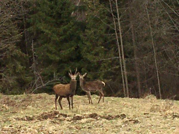 Chata U Ali - Noclegi Milówka, Żywiec