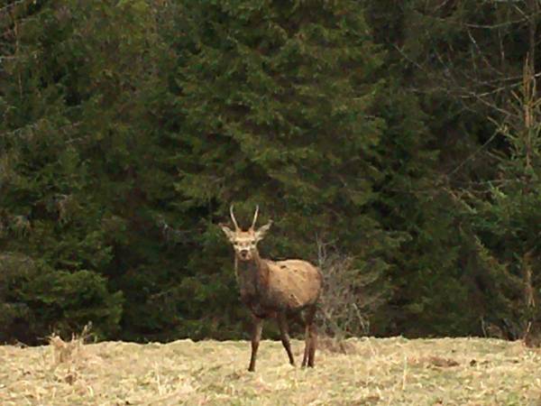 Chata U Ali - Noclegi Milówka, Żywiec