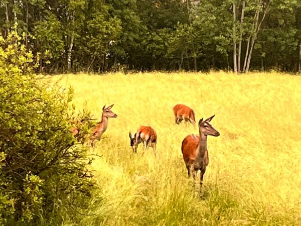 Chata U Ali - Noclegi Milówka, Żywiec