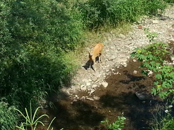 Widok z sypiani nr 2 na las